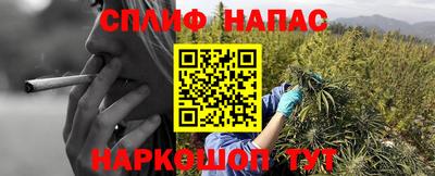 сатива Гай